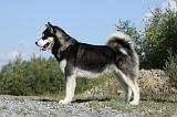 ALASKAN MALAMUTE 403